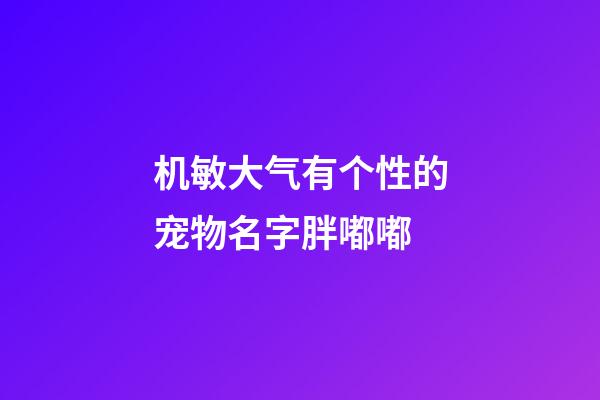 机敏大气有个性的宠物名字胖嘟嘟