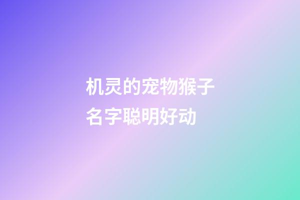 机灵的宠物猴子名字聪明好动