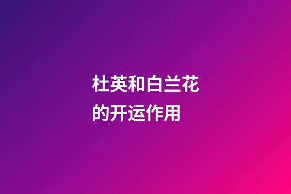 杜英和白兰花的开运作用