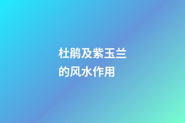 杜鹃及紫玉兰的风水作用