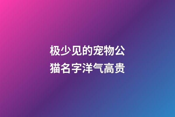 极少见的宠物公猫名字洋气高贵