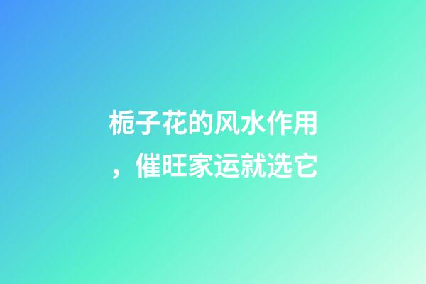 栀子花的风水作用，催旺家运就选它