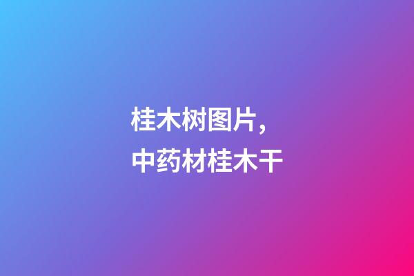 桂木树图片,中药材桂木干-第1张-观点-玄机派