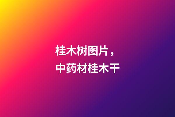 桂木树图片，中药材桂木干-第1张-观点-玄机派