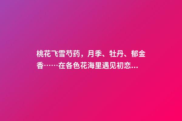 桃花飞雪芍药，月季、牡丹、郁金香……在各色花海里遇见初恋般的浪漫-第1张-观点-玄机派
