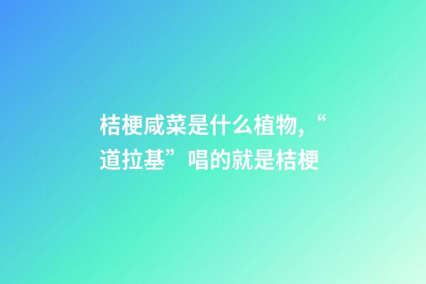 桔梗咸菜是什么植物,“道拉基”唱的就是桔梗-第1张-观点-玄机派