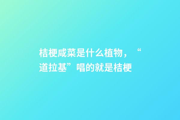 桔梗咸菜是什么植物，“道拉基”唱的就是桔梗-第1张-观点-玄机派