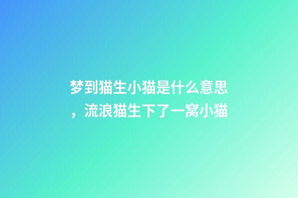 梦到猫生小猫是什么意思，流浪猫生下了一窝小猫-第1张-观点-玄机派