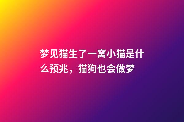 梦见猫生了一窝小猫是什么预兆，猫狗也会做梦-第1张-观点-玄机派