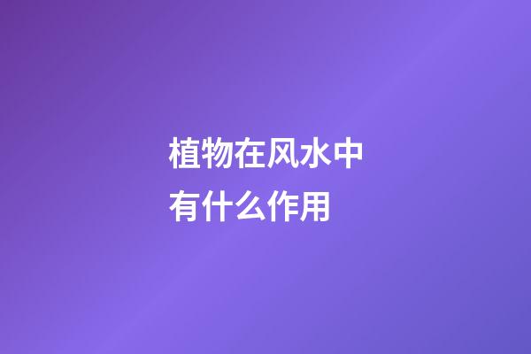 植物在风水中有什么作用