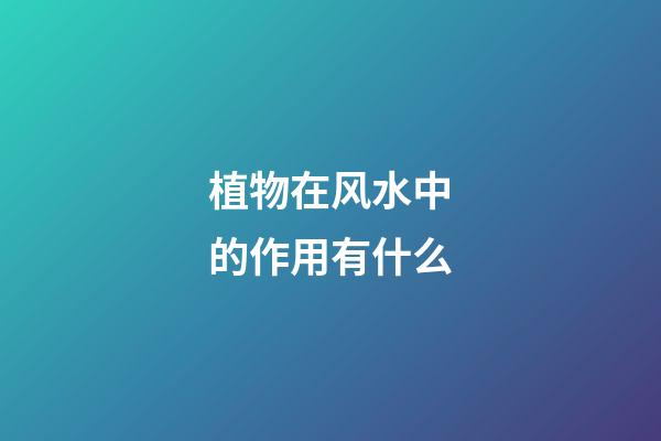 植物在风水中的作用有什么
