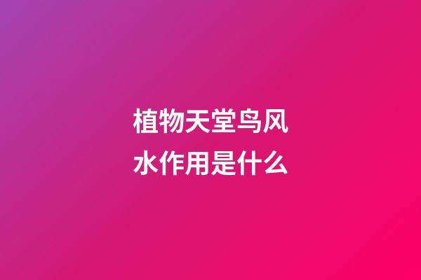 植物天堂鸟风水作用是什么