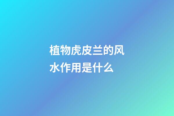 植物虎皮兰的风水作用是什么
