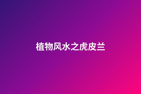 植物风水之虎皮兰