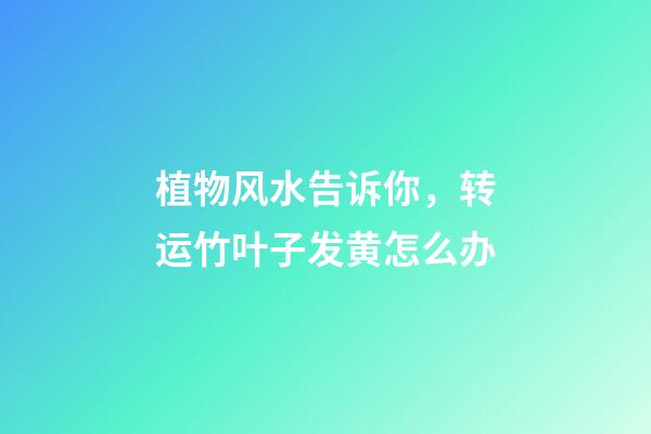 植物风水告诉你，转运竹叶子发黄怎么办