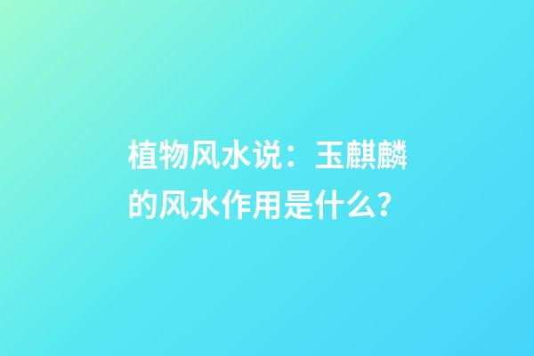 植物风水说：玉麒麟的风水作用是什么？