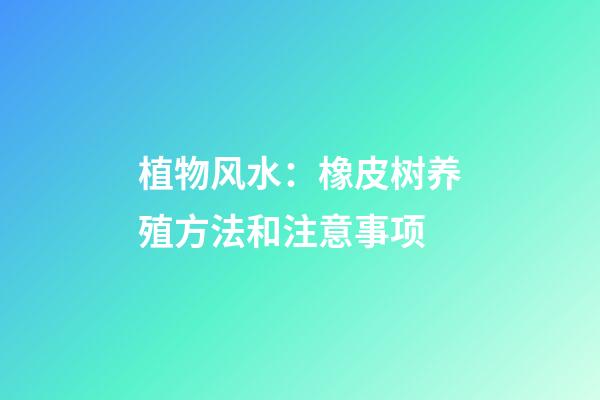 植物风水：橡皮树养殖方法和注意事项