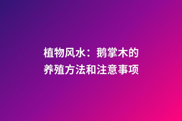 植物风水：鹅掌木的养殖方法和注意事项