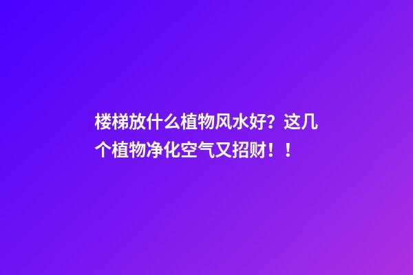 楼梯放什么植物风水好？这几个植物净化空气又招财！！