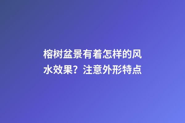 榕树盆景有着怎样的风水效果？注意外形特点
