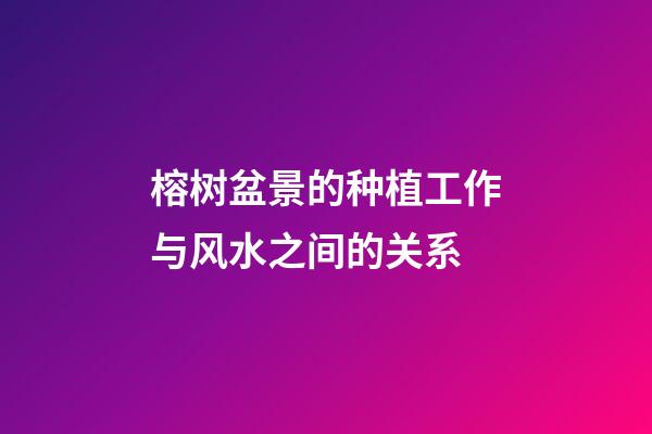 榕树盆景的种植工作与风水之间的关系
