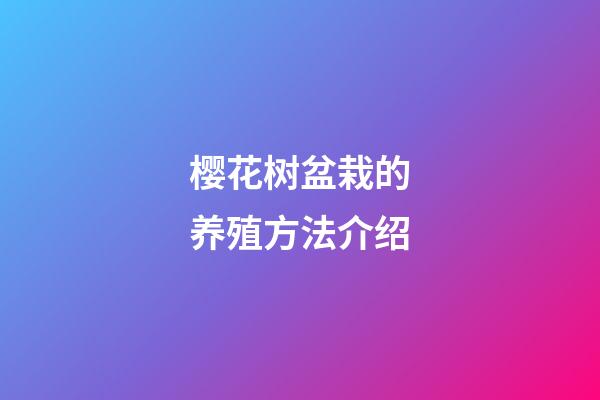 樱花树盆栽的养殖方法介绍