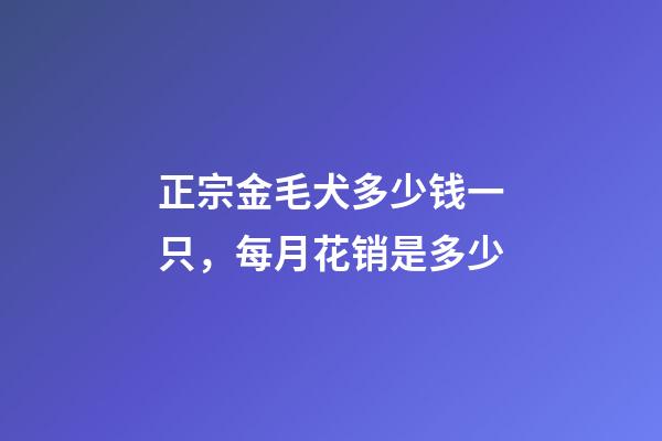 正宗金毛犬多少钱一只，每月花销是多少-第1张-观点-玄机派