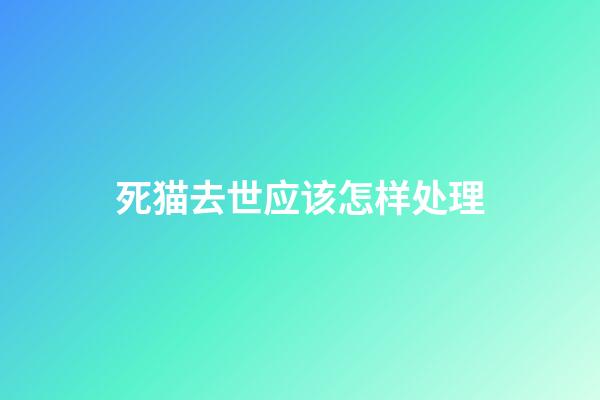 死猫去世应该怎样处理