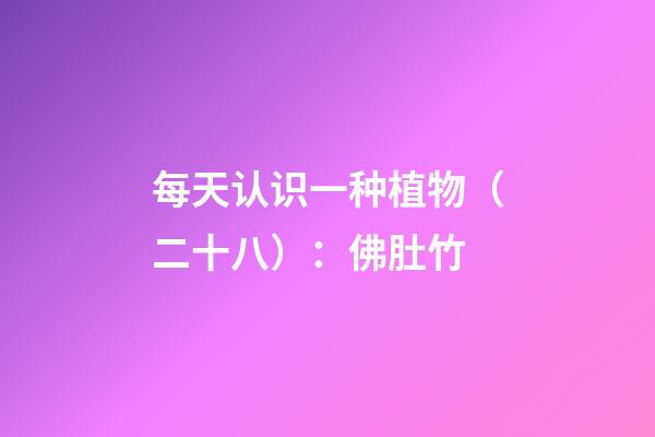 每天认识一种植物（二十八）：佛肚竹