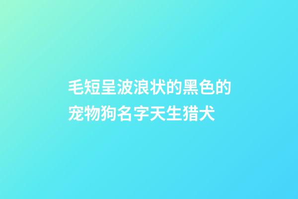 毛短呈波浪状的黑色的宠物狗名字天生猎犬