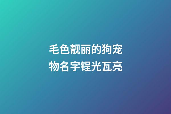 毛色靓丽的狗宠物名字锃光瓦亮