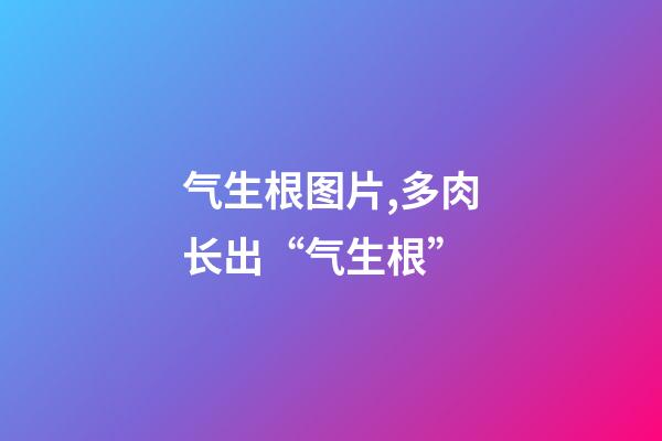 气生根图片,多肉长出“气生根”-第1张-观点-玄机派