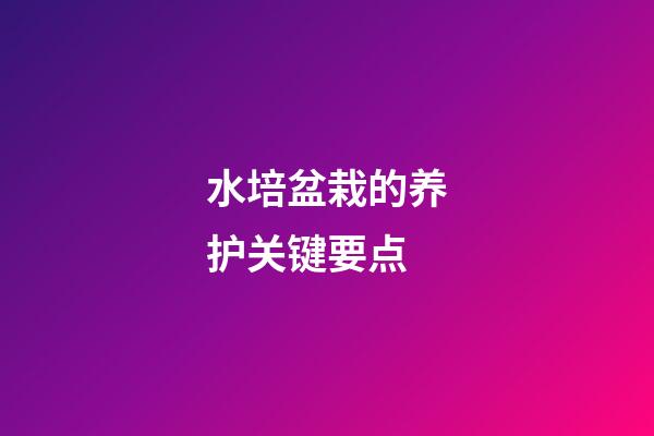 水培盆栽的养护关键要点