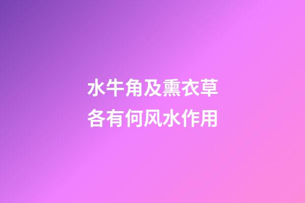 水牛角及熏衣草各有何风水作用?