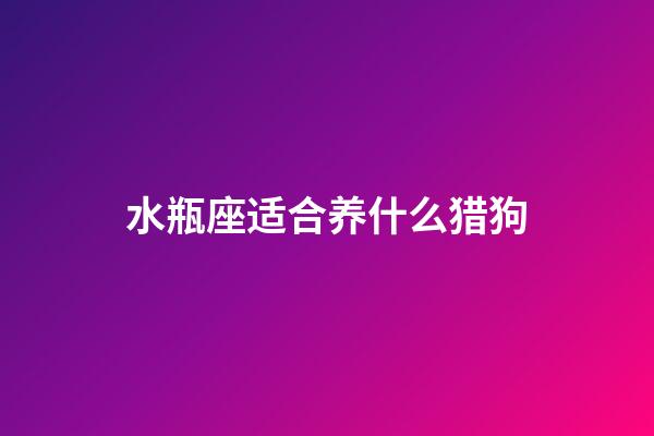 水瓶座适合养什么猎狗-第1张-星座运势-玄机派