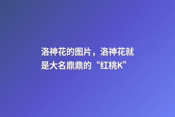 洛神花的图片，洛神花就是大名鼎鼎的“红桃K”-第1张-观点-玄机派