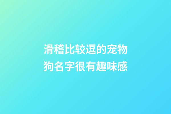 滑稽比较逗的宠物狗名字很有趣味感
