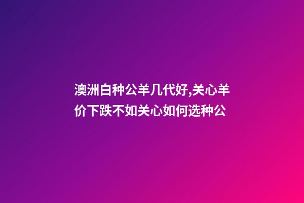 澳洲白种公羊几代好,关心羊价下跌不如关心如何选种公-第1张-观点-玄机派