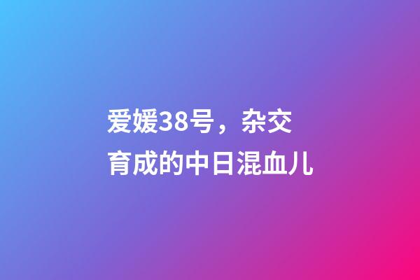爱媛38号，杂交育成的中日混血儿-第1张-观点-玄机派