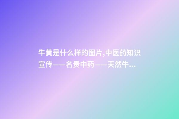牛黄是什么样的图片,中医药知识宣传——名贵中药——天然牛黄-第1张-观点-玄机派