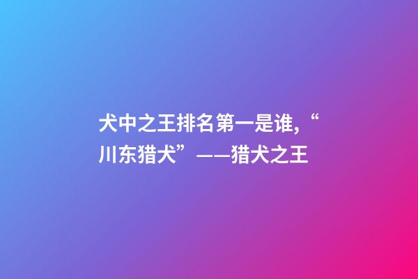 犬中之王排名第一是谁,“川东猎犬”——猎犬之王-第1张-观点-玄机派
