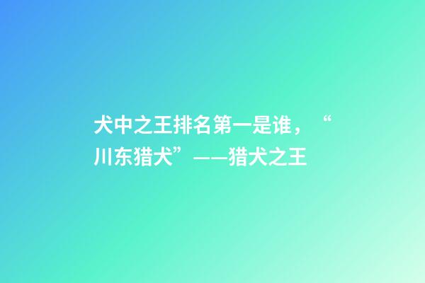 犬中之王排名第一是谁，“川东猎犬”——猎犬之王-第1张-观点-玄机派