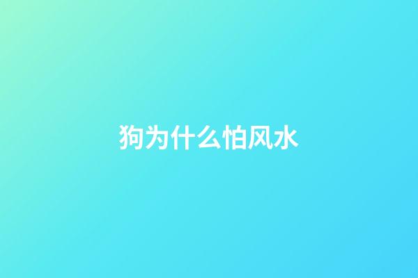 狗为什么怕风水