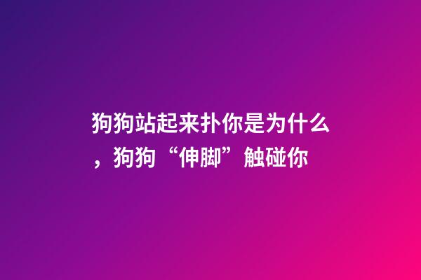 狗狗站起来扑你是为什么，狗狗“伸脚”触碰你-第1张-观点-玄机派