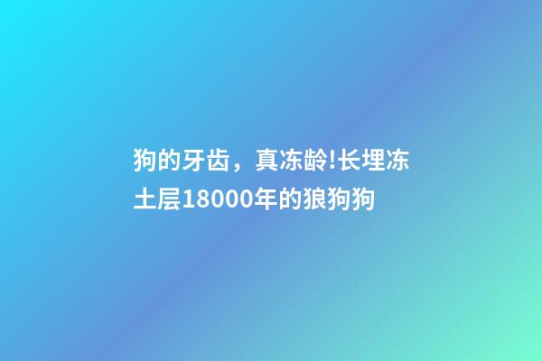 狗的牙齿，真冻龄!长埋冻土层18000年的狼狗狗-第1张-观点-玄机派
