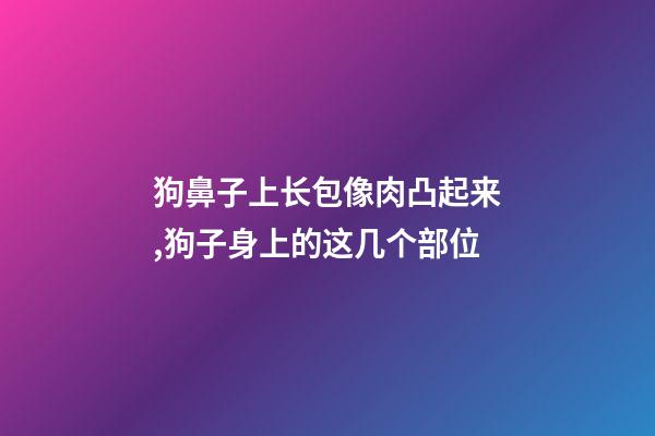 狗鼻子上长包像肉凸起来,狗子身上的这几个部位-第1张-观点-玄机派