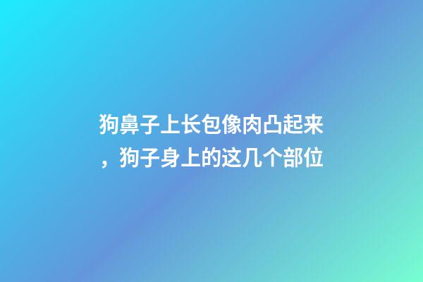 狗鼻子上长包像肉凸起来，狗子身上的这几个部位-第1张-观点-玄机派