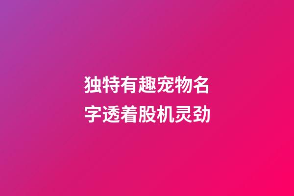独特有趣宠物名字透着股机灵劲