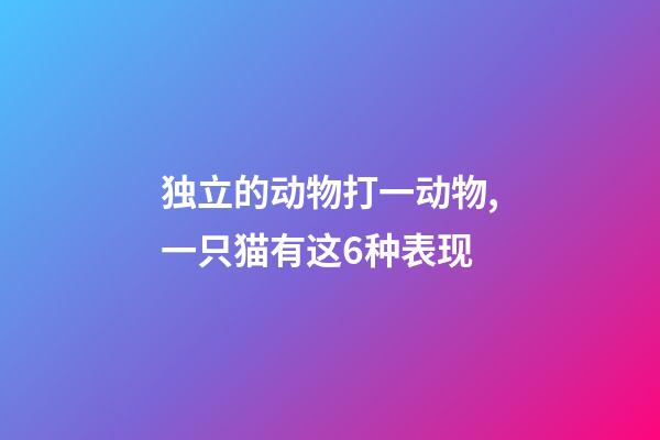 独立的动物打一动物,一只猫有这6种表现-第1张-观点-玄机派
