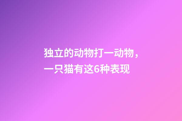 独立的动物打一动物，一只猫有这6种表现-第1张-观点-玄机派